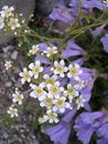 Silver saxifrage
